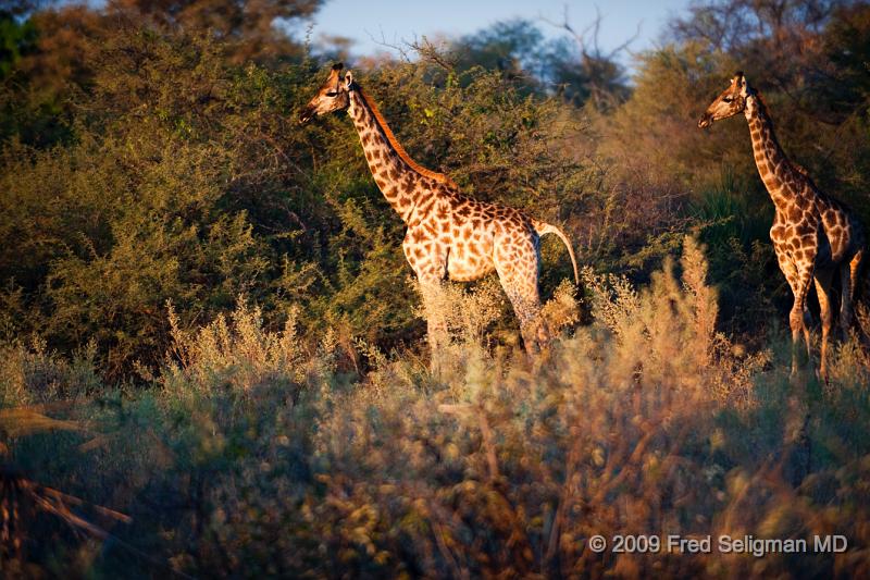 20090614_173343 D3 X1.jpg - Male giraffes engage in 'necking' which is a sexual thing.  Male-male interaction is quite common in giraffes.  Such activity is rare in females